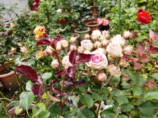 b0163088_914495.jpg