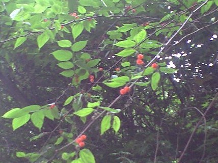 b0083902_22331751.jpg