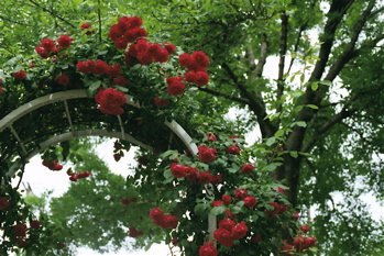b0088205_4175133.jpg