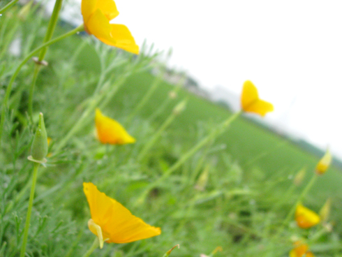 d0080906_18573797.jpg