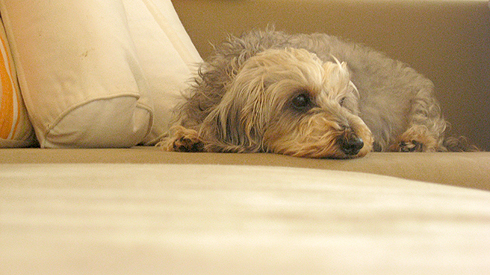 d0080906_1858353.jpg