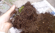 a0062324_0143438.gif