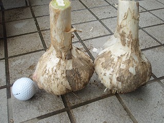 b0008825_1694215.jpg