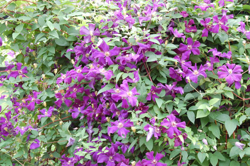 c0107129_2072692.jpg