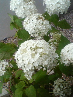 b0079436_22105242.jpg