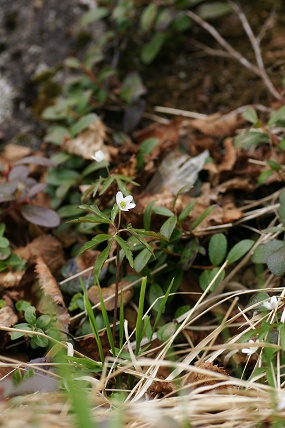 e0054067_23334257.jpg