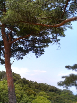 f0054677_9572728.jpg