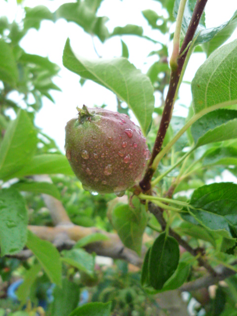 c0160778_2335565.jpg