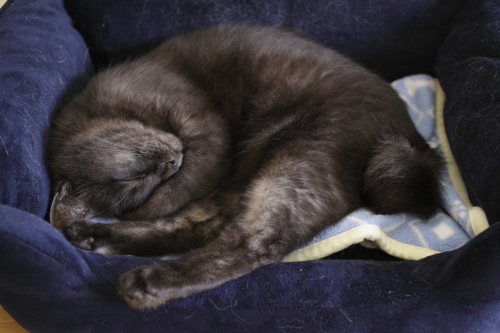 猫ベッドで寝る小僧