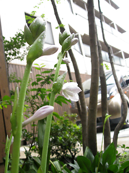d0080906_14405722.jpg