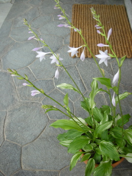 c0145209_17282384.jpg