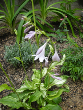 c0145209_1732487.jpg
