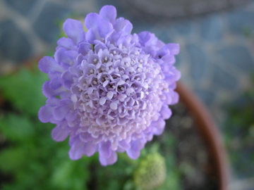 c0145209_17471331.jpg