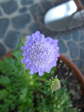 c0145209_1747491.jpg