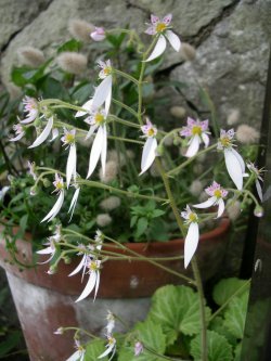 c0190010_1434730.jpg