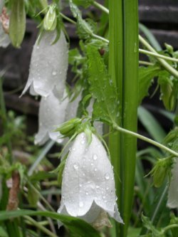 c0190010_1443485.jpg