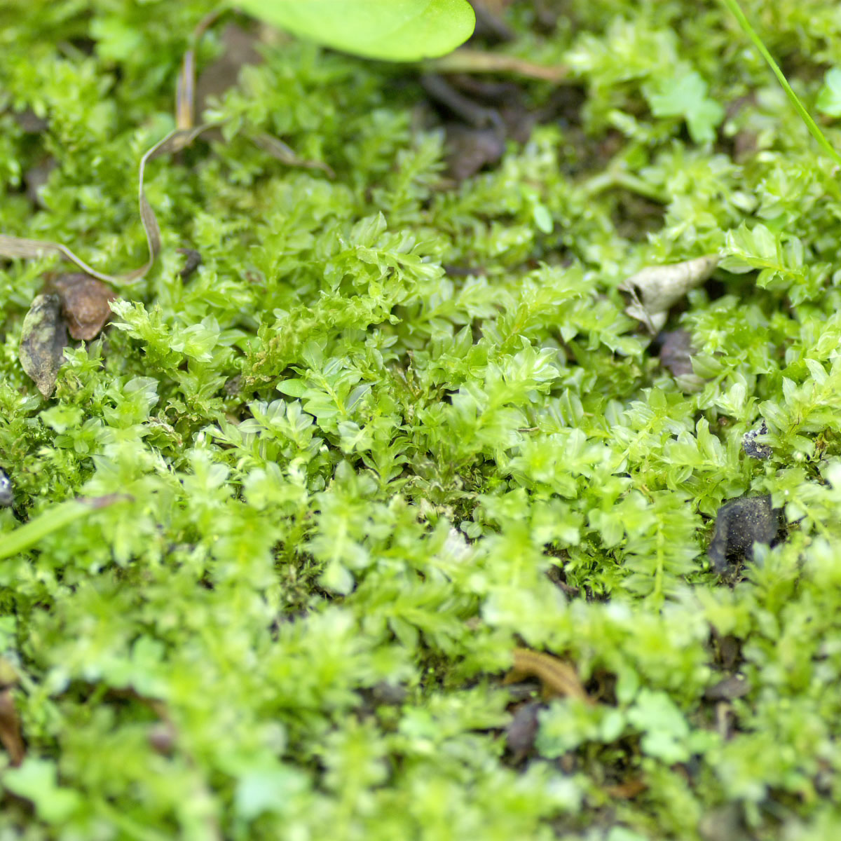 e0142611_2312970.jpg