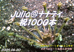 c0034029_7421822.jpg