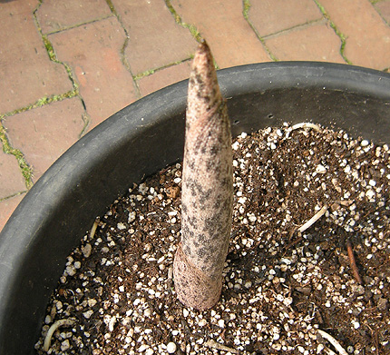a0001354_20522850.jpg