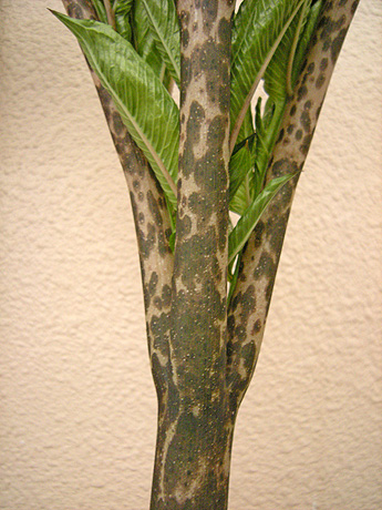 a0001354_20525549.jpg