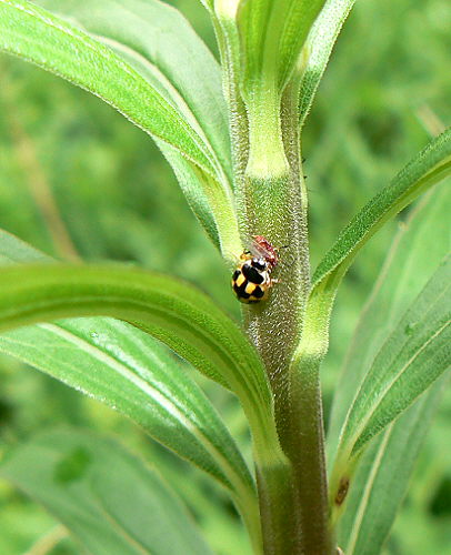 d0091754_1585759.jpg