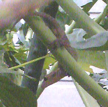 a0111756_16385550.jpg