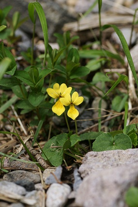 e0054067_23274328.jpg