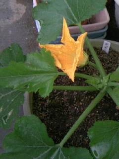 f0007079_16281924.jpg