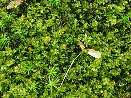 f0089079_43073.jpg