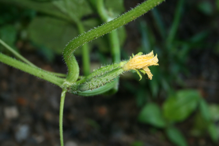 e0100589_81171.jpg