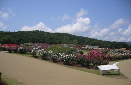 b0117292_1173566.jpg