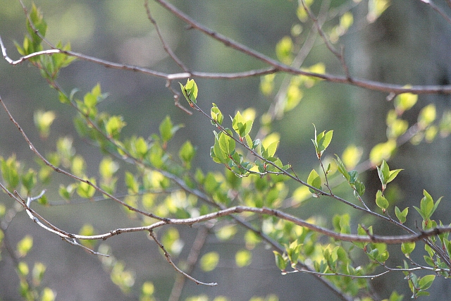 d0133693_218962.jpg