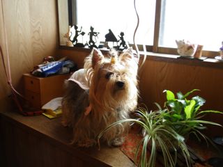 f0130894_2050929.jpg
