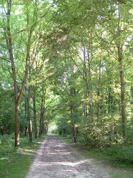 f0139994_7113329.jpg