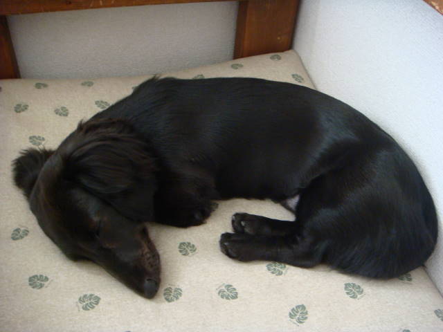 d0098295_15462842.jpg