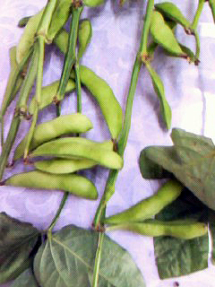 f0008597_8241584.jpg