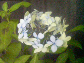 a0061599_7103637.jpg