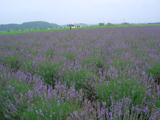 f0162908_2349474.jpg