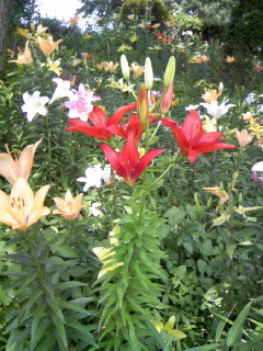 c0025033_21171197.jpg