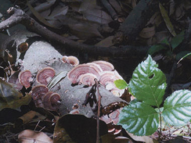 c0165033_7551979.jpg