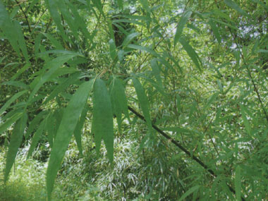 c0165033_7561536.jpg