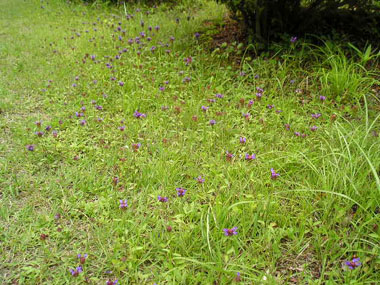 c0165033_7575098.jpg