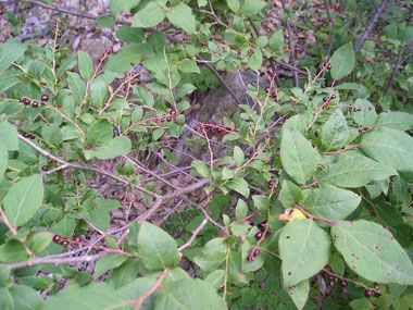 c0165033_7581826.jpg