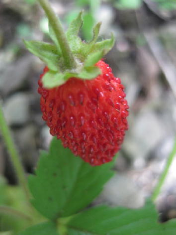 c0117239_13593436.jpg