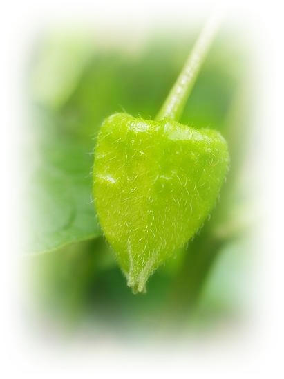 c0145250_1243895.jpg