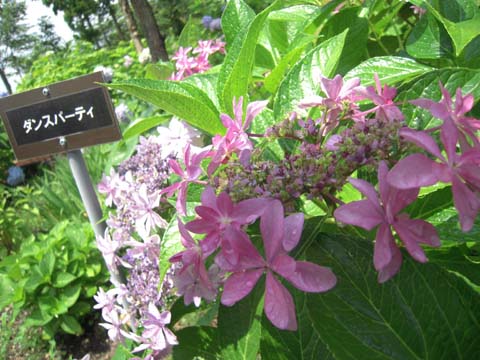 e0100469_0111280.jpg