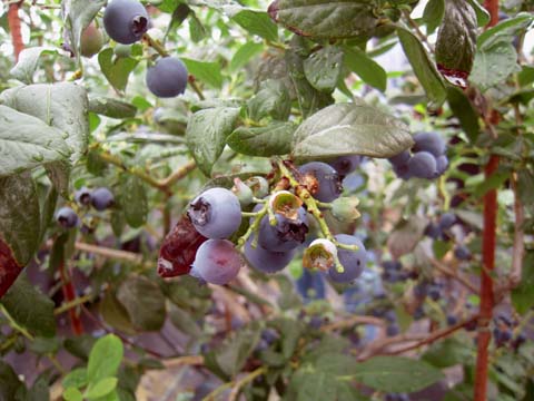 e0100469_0566.jpg