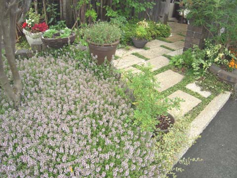 e0100469_176521.jpg