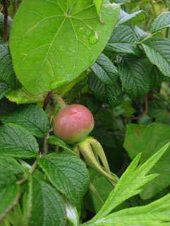 f0056476_14464374.jpg