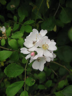 f0056476_15101065.jpg